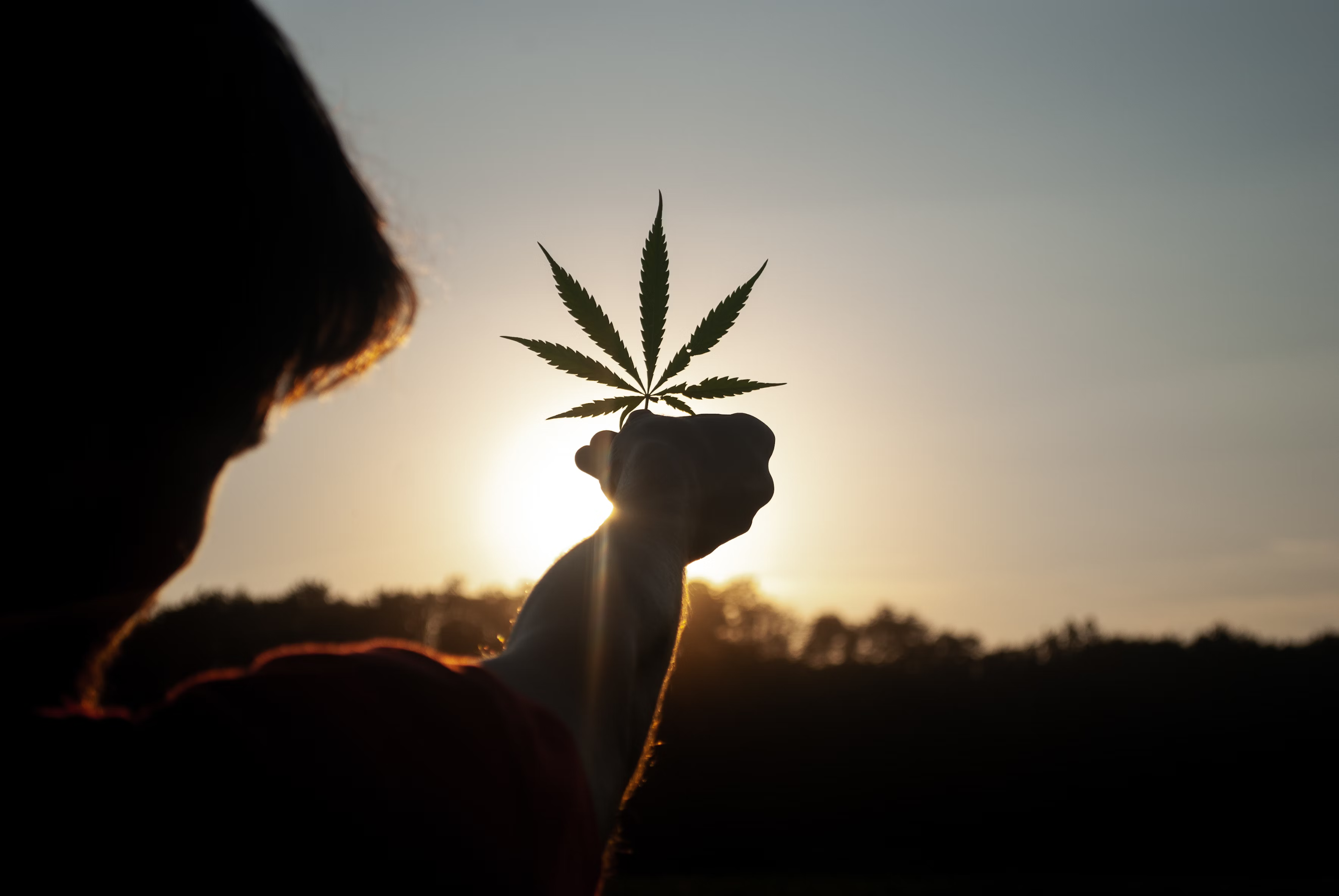 Die Cannabis-Legalisierung in Deutschland wird Wirklichkeit