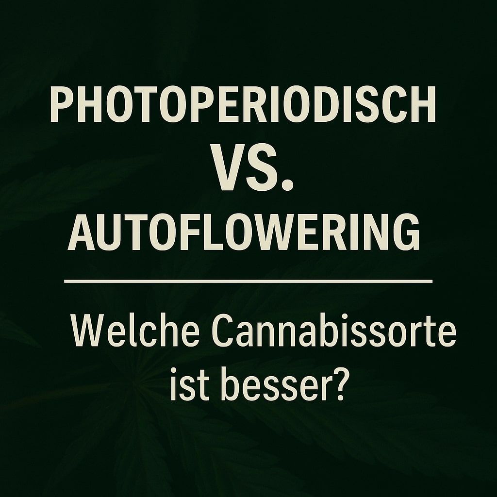 Was ist eigentlich besser? Photoperiodisch oder Autoflowering?