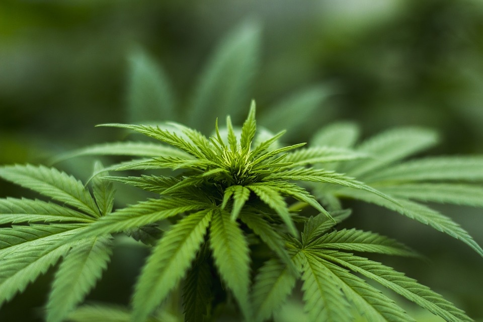 Cannabisbluete-blog-blueteduenger.jpg