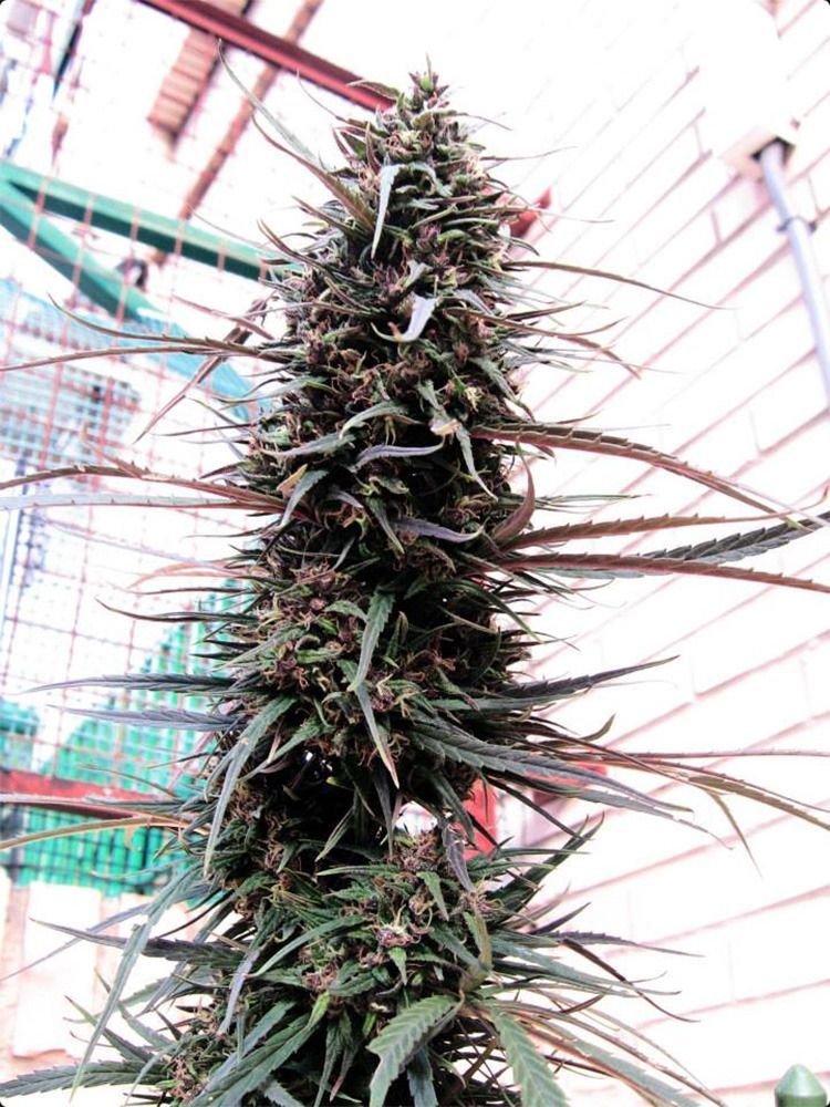 Purple Haze x Malawi Feminisiert