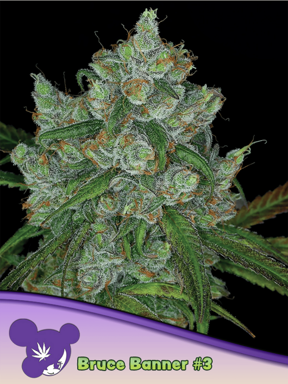 Bruce Banner #3 Feminisiert (Anesia Seeds) Produktfoto