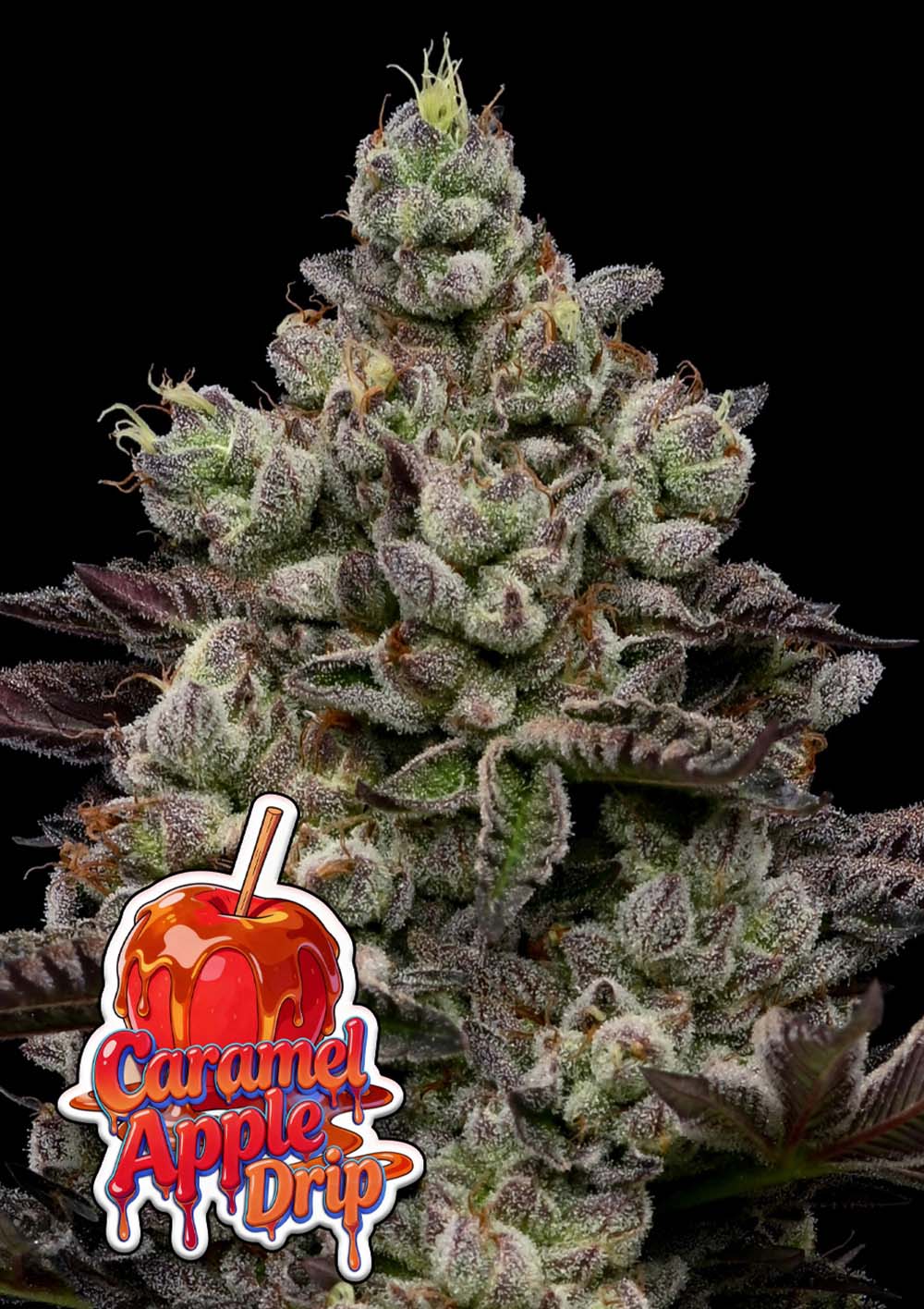 Caramel Apple Drip Feminisiert