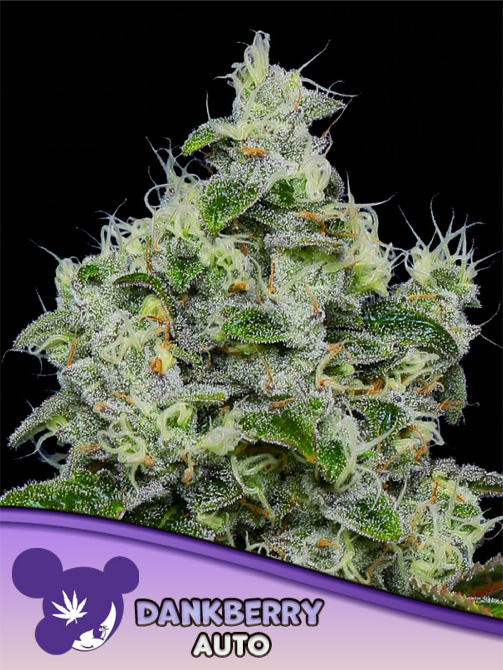 Dankberry Auto