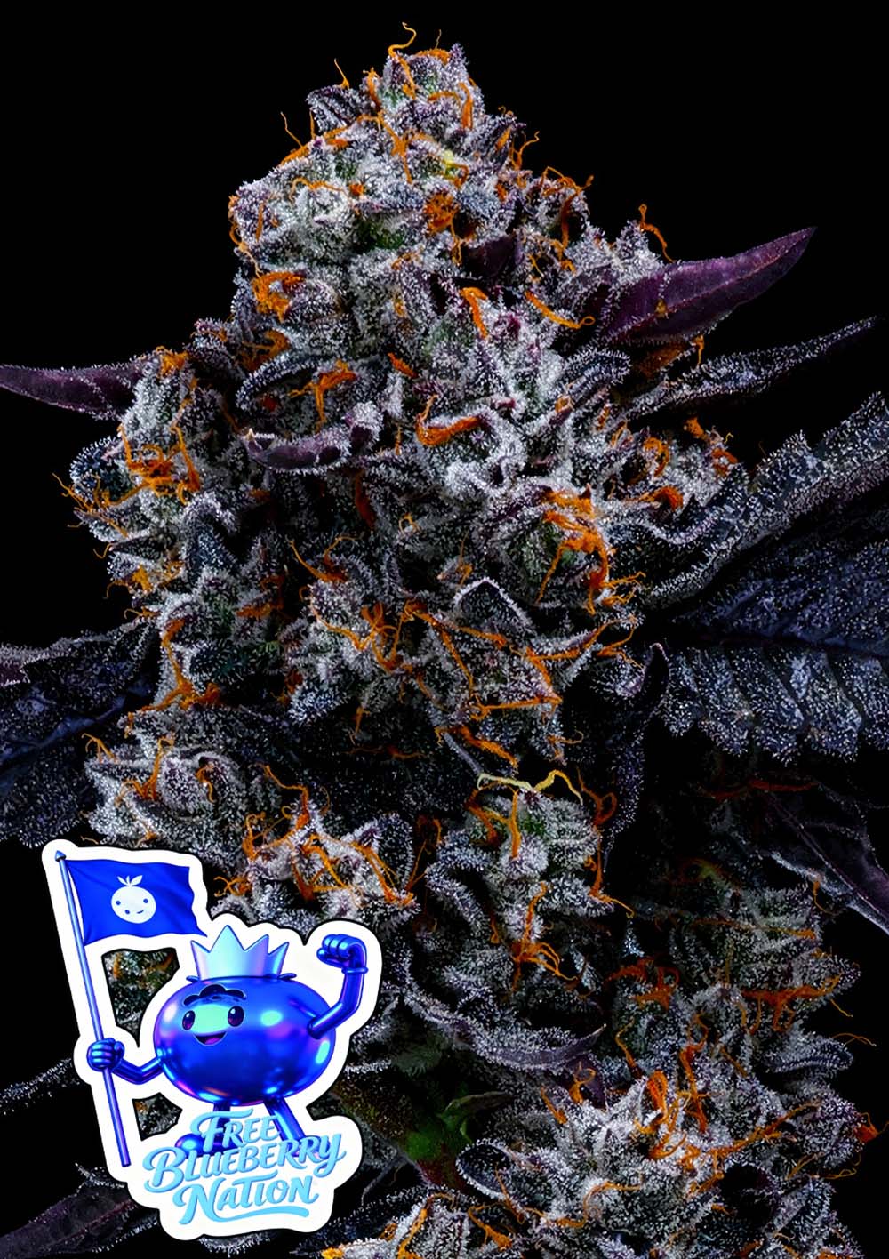 Free Blueberry Nation Feminisiert