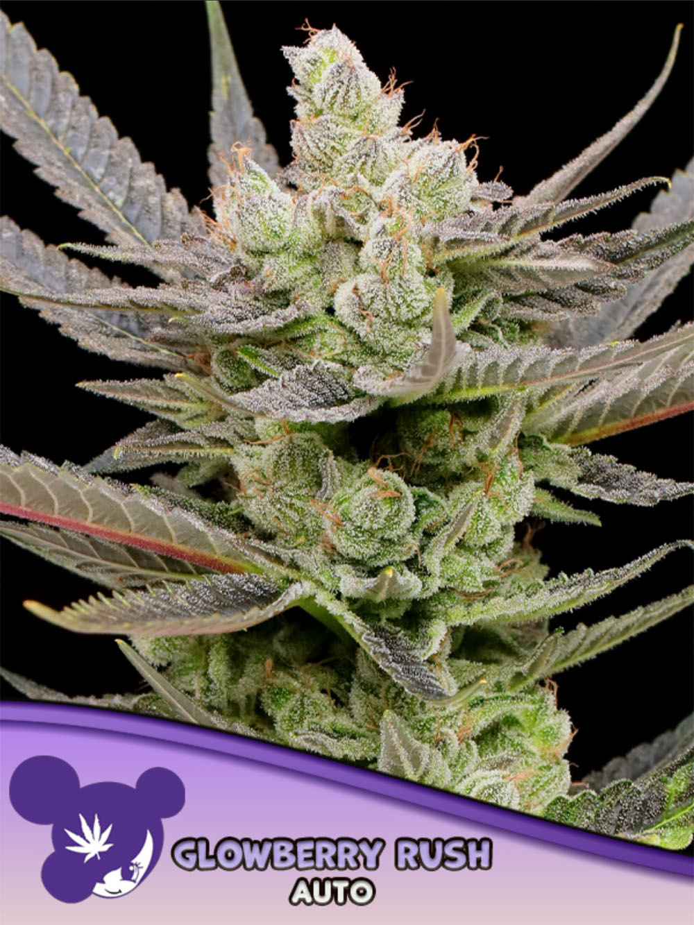 Glowberry Rush Auto