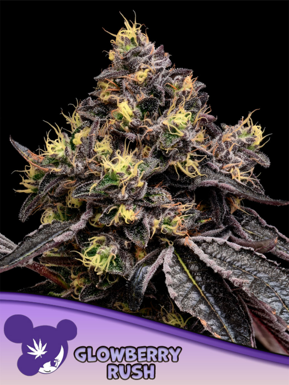 Glowberry Rush Feminisiert
