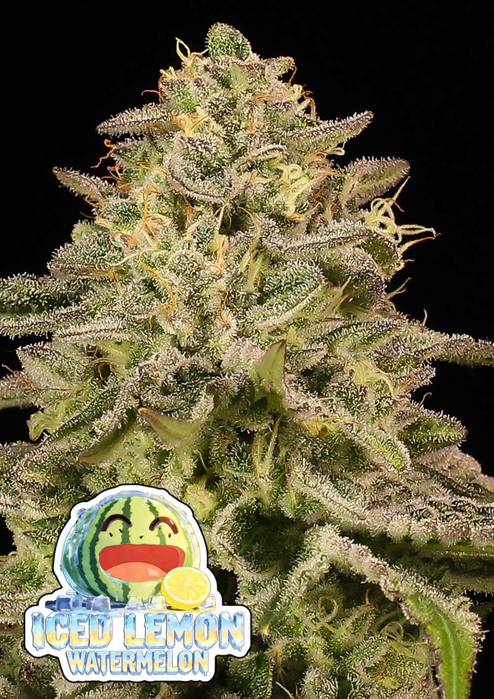 Iced Lemon Feminisiert
