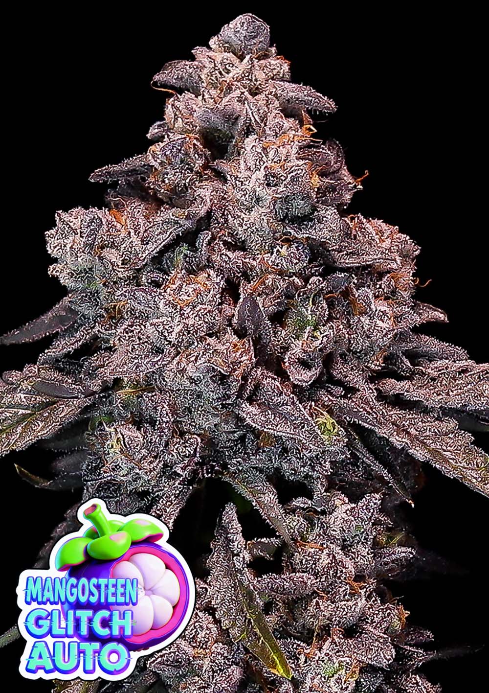 Mangosteen Glitch Auto