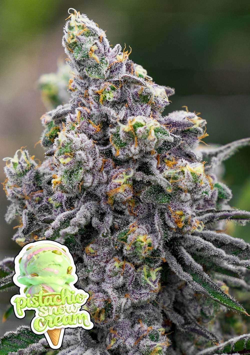 Pistachio Snow Cream Feminisiert