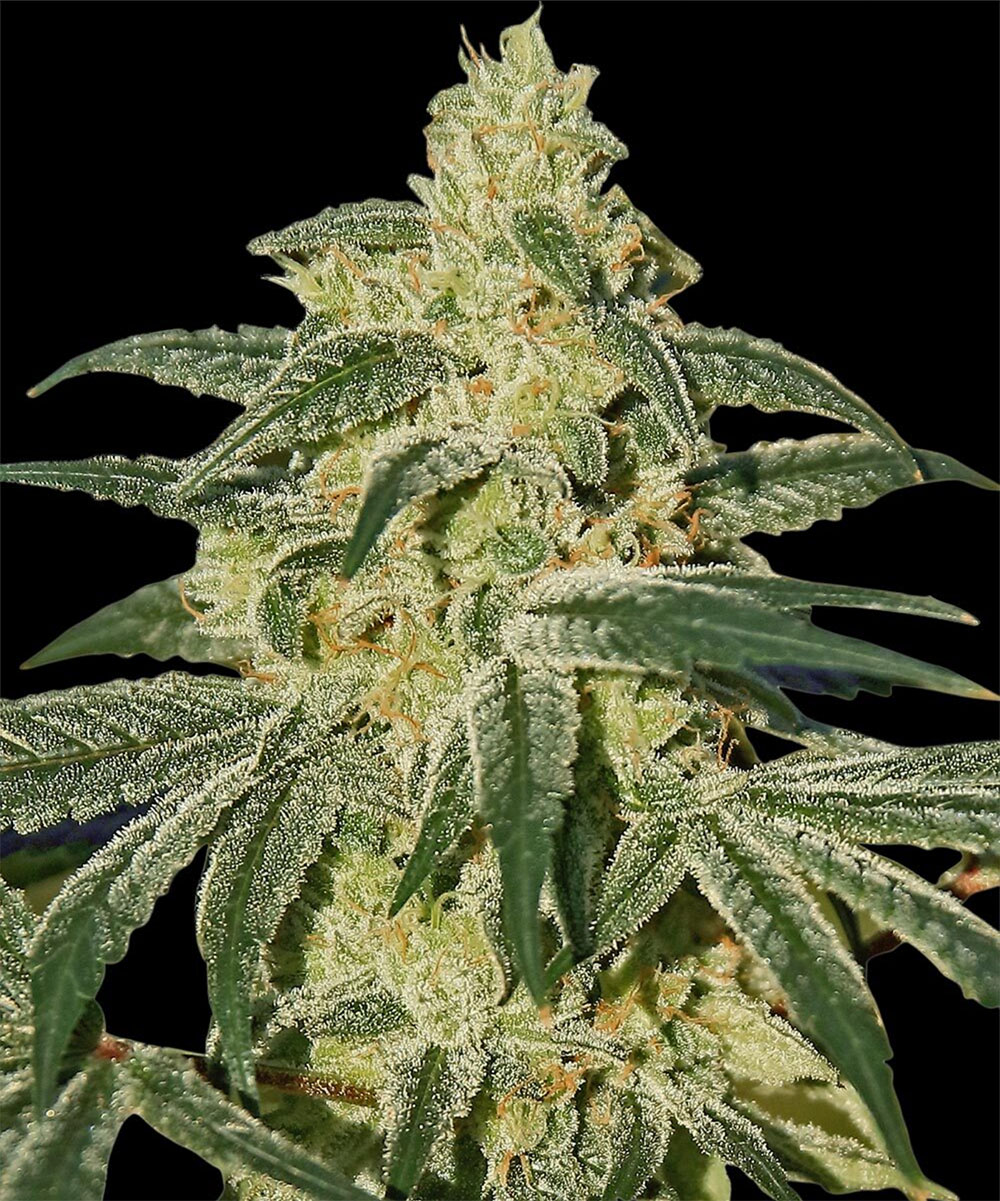 Afghan Hash Plant Regulär