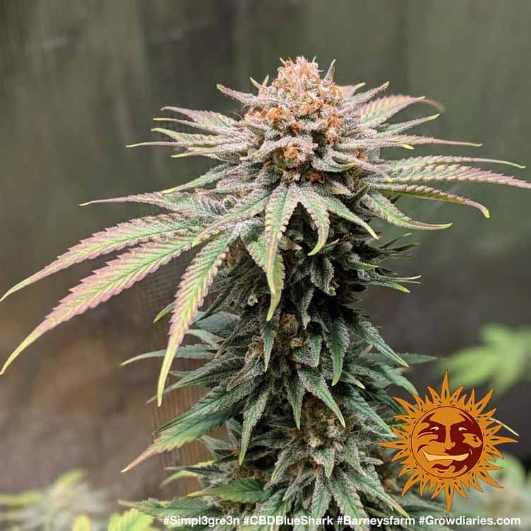 CBD Blue Shark Produktfoto