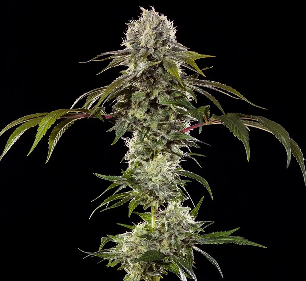 Durban Poison F1 Feminisiert