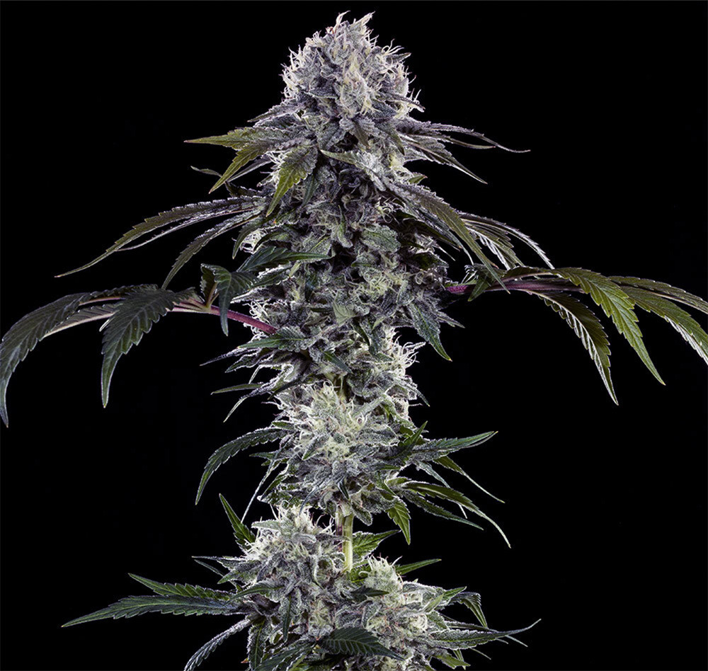 Durban Z F1 Feminisiert