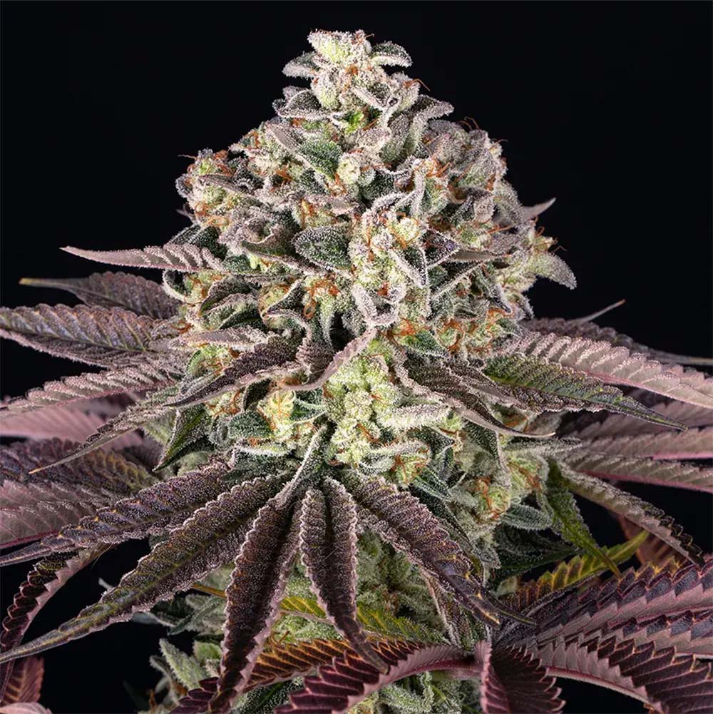 Grand Daddy Purple Feminisiert