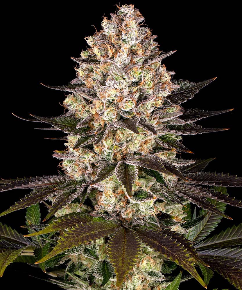 Hindu Kush Feminisiert