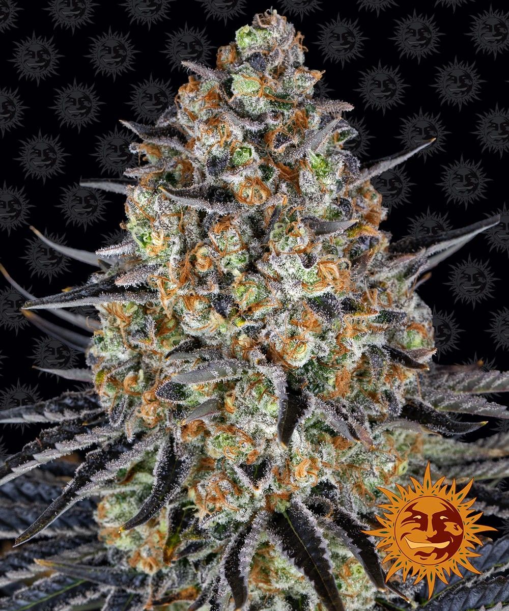 Cheese Auto (Barney's Farm) Produktfoto