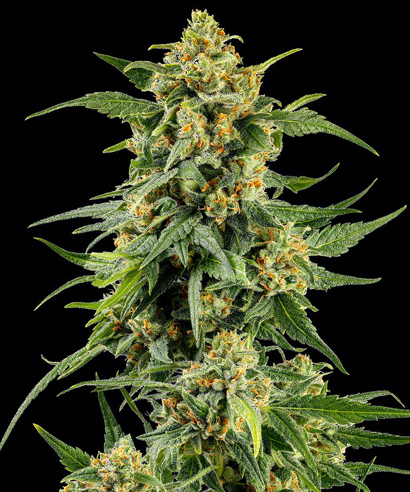 Skunk #1 Feminisiert