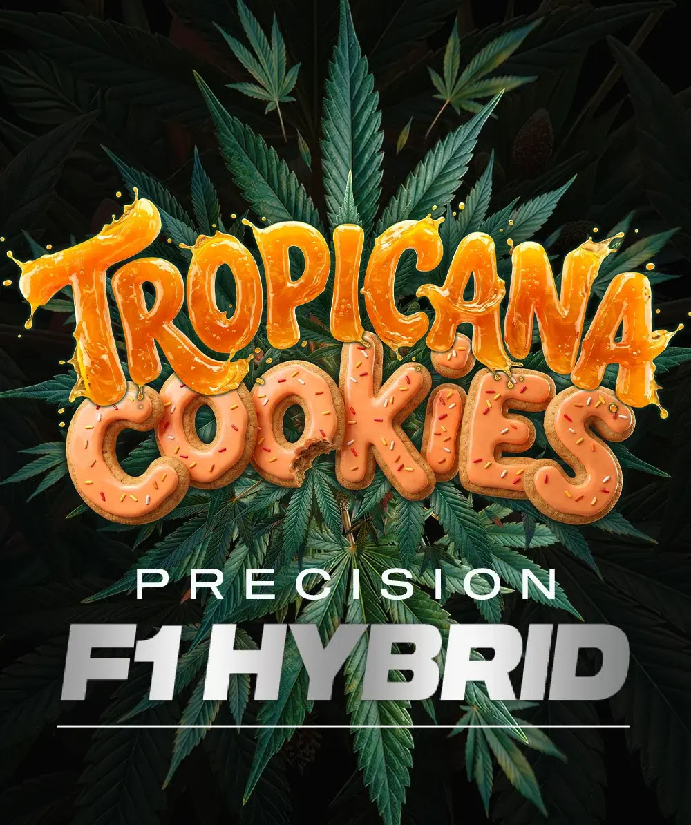 Tropicana Cookies F1 Auto