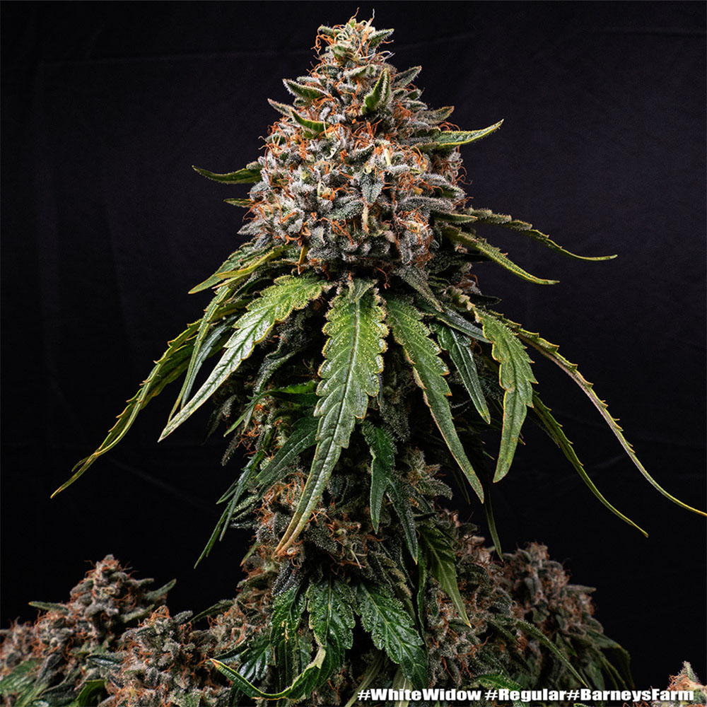 White Widow Regulär
