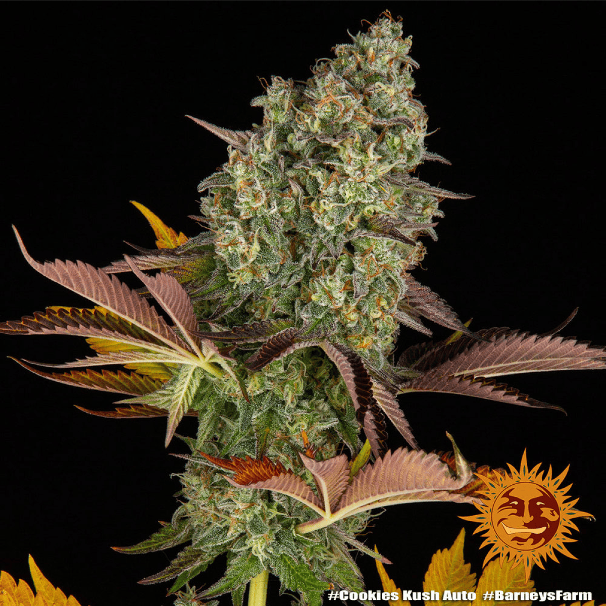 Cookies Kush Auto (Barney's Farm) Produktfoto