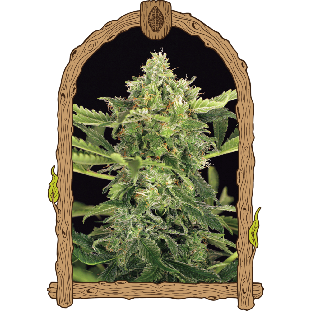 Mango Cream Auto AutofloweringVersion mit ähnlicher