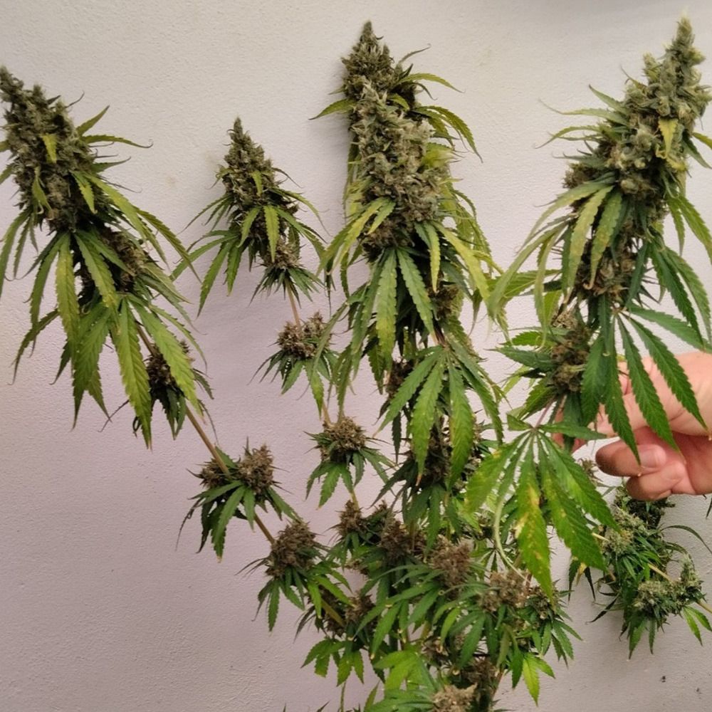 ACE Seeds Brume of Incense Feminisierte Hanfsamen Cannabisblüte