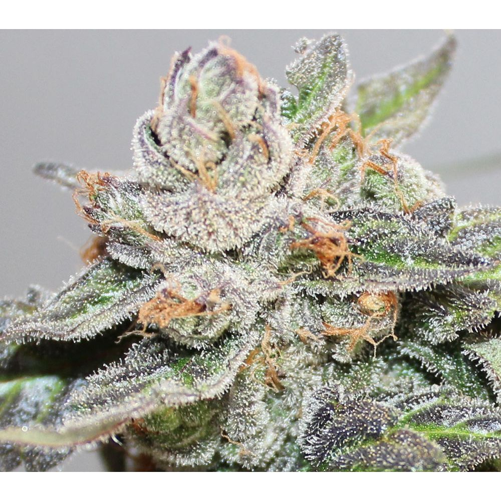 ACE Seeds Kalidonia Feminisierte Hanfsamen Cannabisblüte
