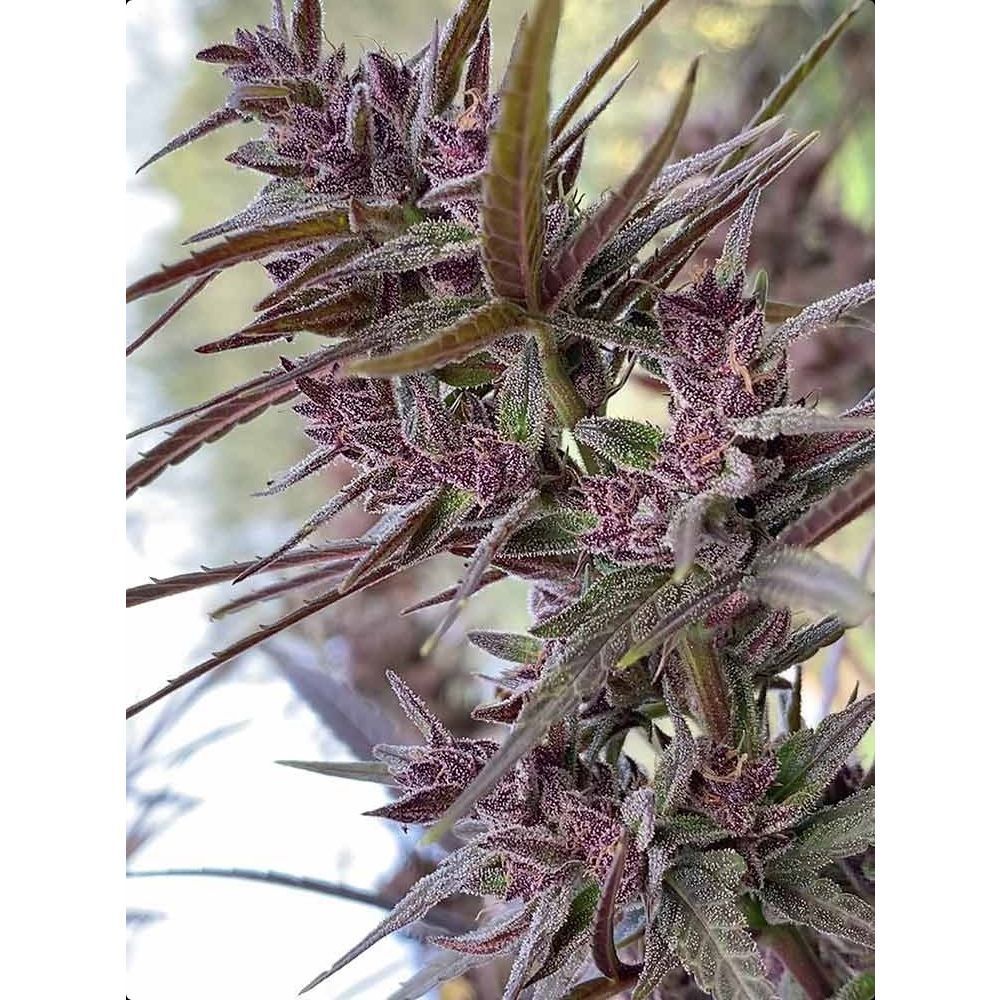 ACE Seeds Panama Haze Feminisierte Hanfsamen Cannabisblüte