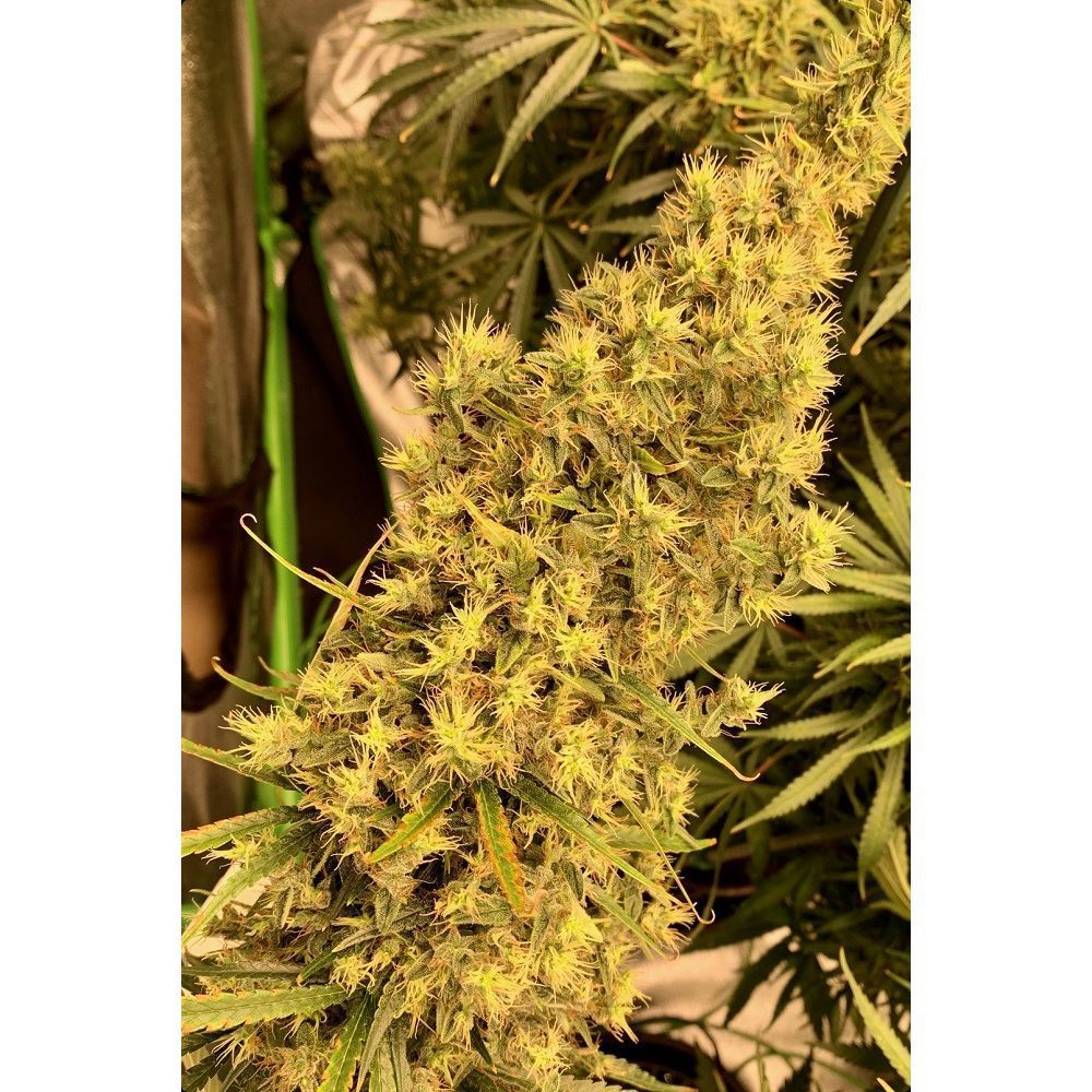 ACE Seeds Thai x Panama Feminisierte Hanfsamen Cannabisblüte