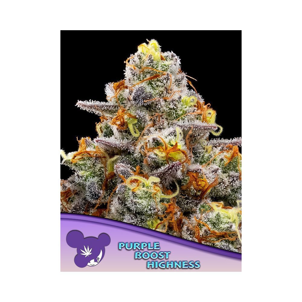 Anesia Purple Boost Highness Feminisierte Cannabis Blüte