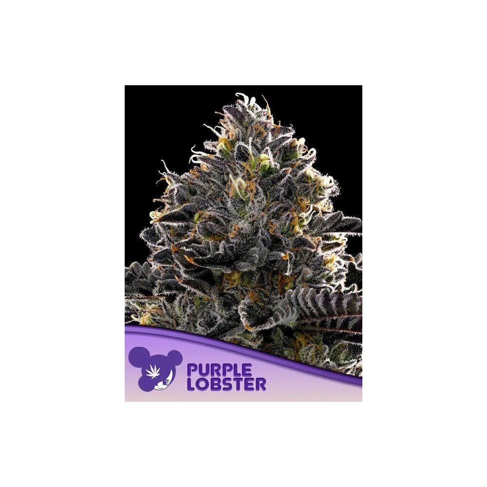 Anesia Purple Lobster Feministerte Cannabis Blüte