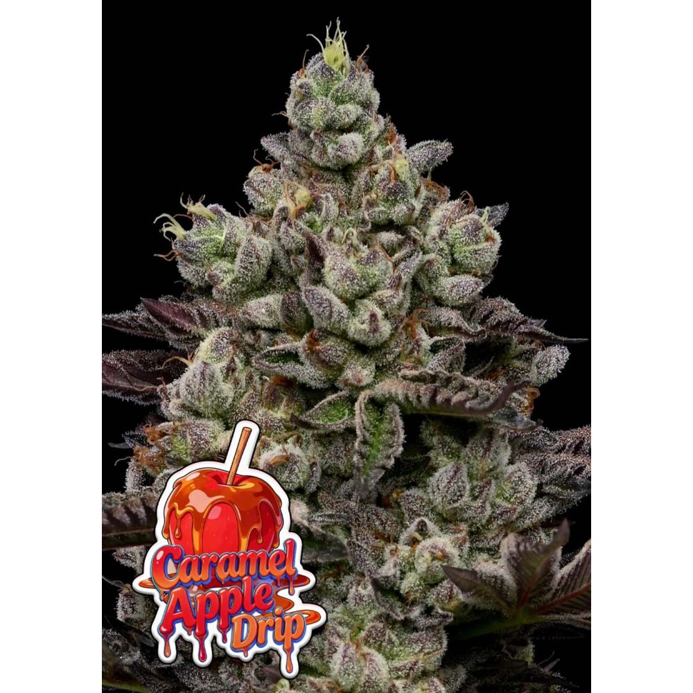 Anesia Seeds Caramel Apple Drip Feminisierte Cannabissamen Blüte