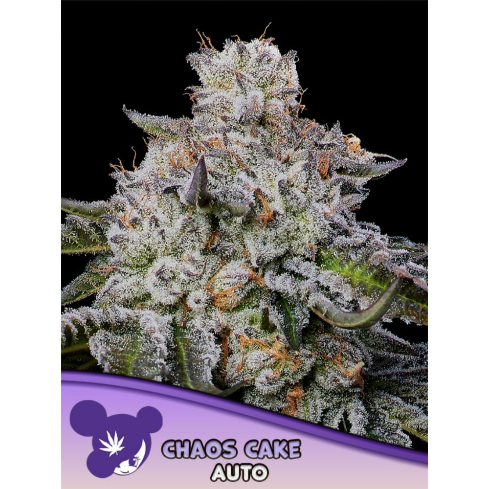 Anesia Seeds Chaos Cake Automatic Cannabissamen Blüte