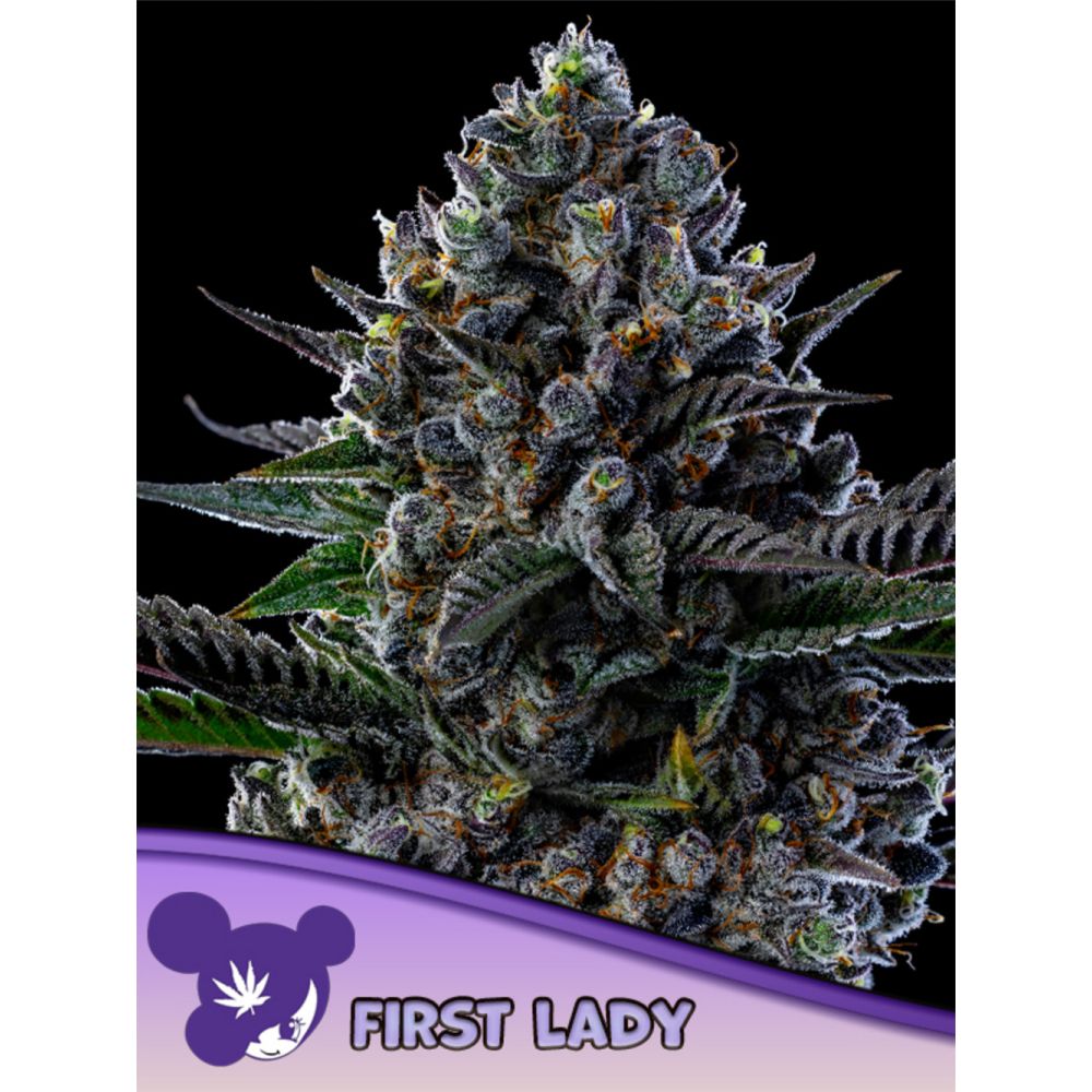 Anesia Seeds First Lady Feminisierte Cannabissamen Blüte