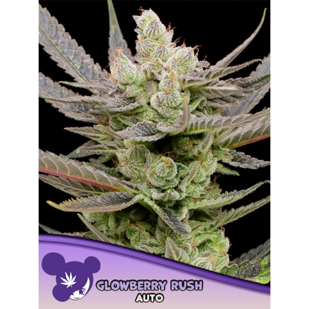 Anesia Seeds Glowberry Rush Automatic Cannabissamen Blüte