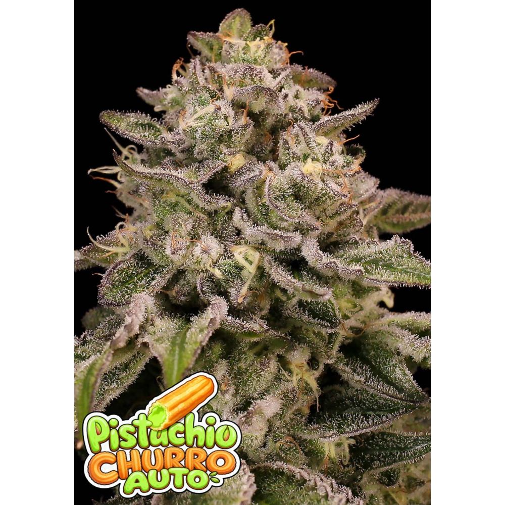 Anesia Seeds Pistachio Churro Automatic Cannabissamen Blüte