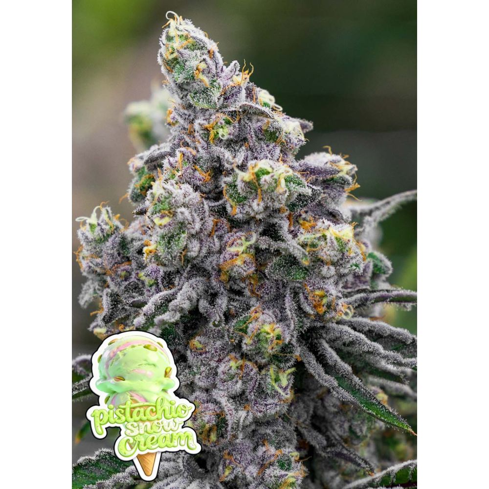 Anesia Seeds Pistachio Snow Cream Feminisierte Cannabissamen Blüte