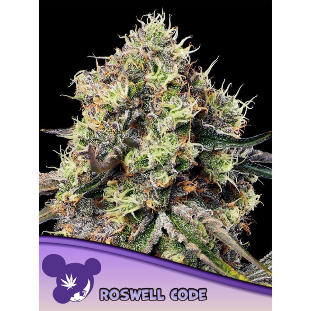 Anesia Seeds Roswell Code Feminisierte Cannabissamen Blüte