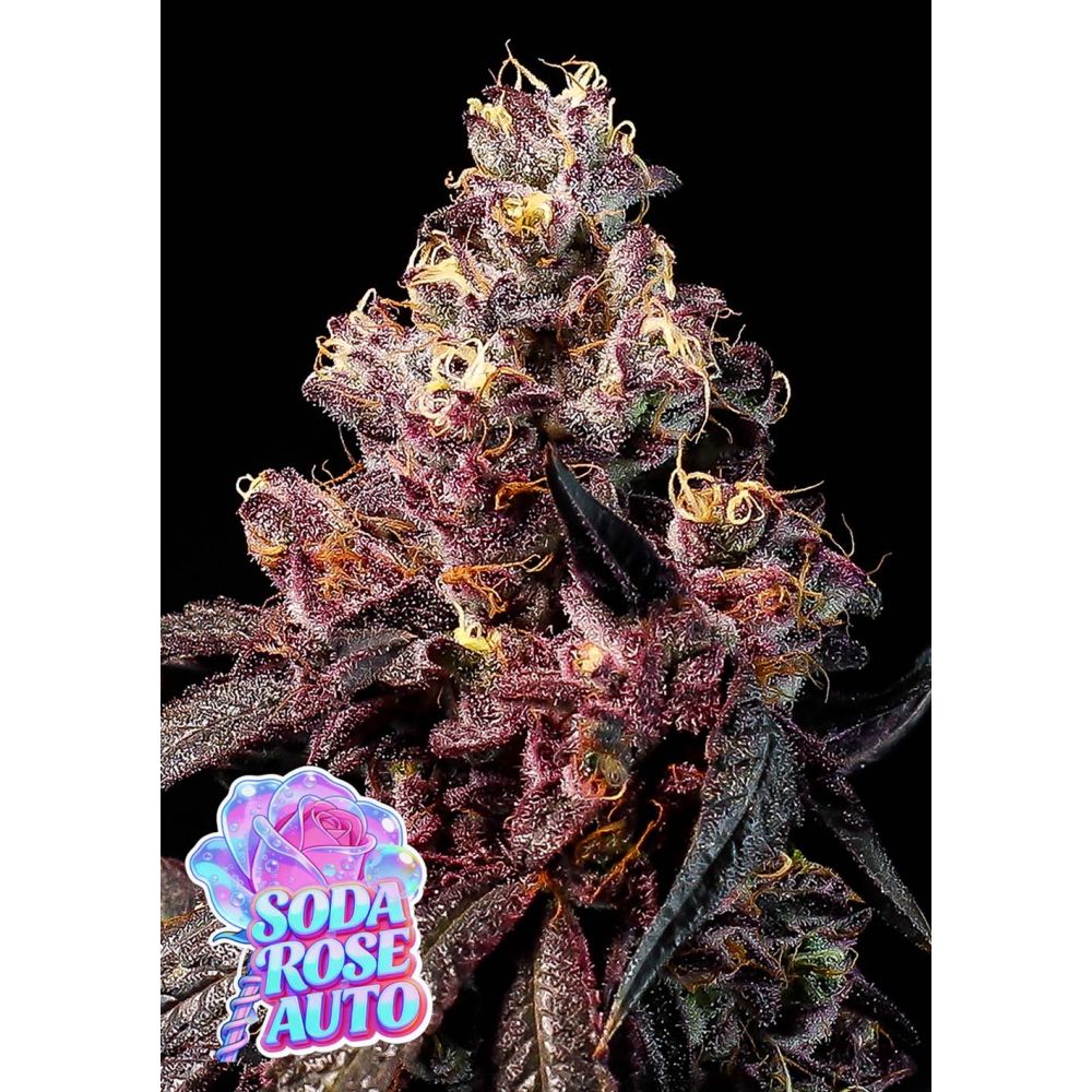 Anesia Seeds Soda Rose Automatic Cannabissamen Blüte