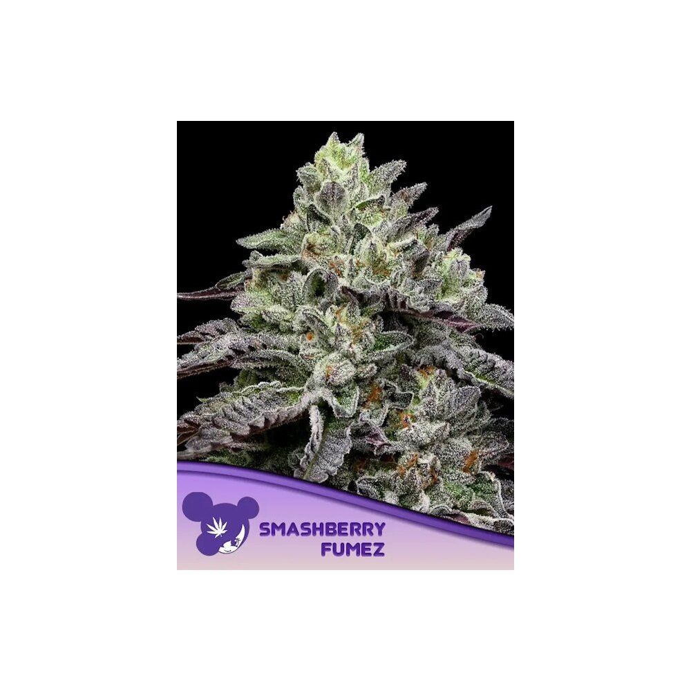 Anesia Smashberry Fumez Feministerte Cannabis Blüte