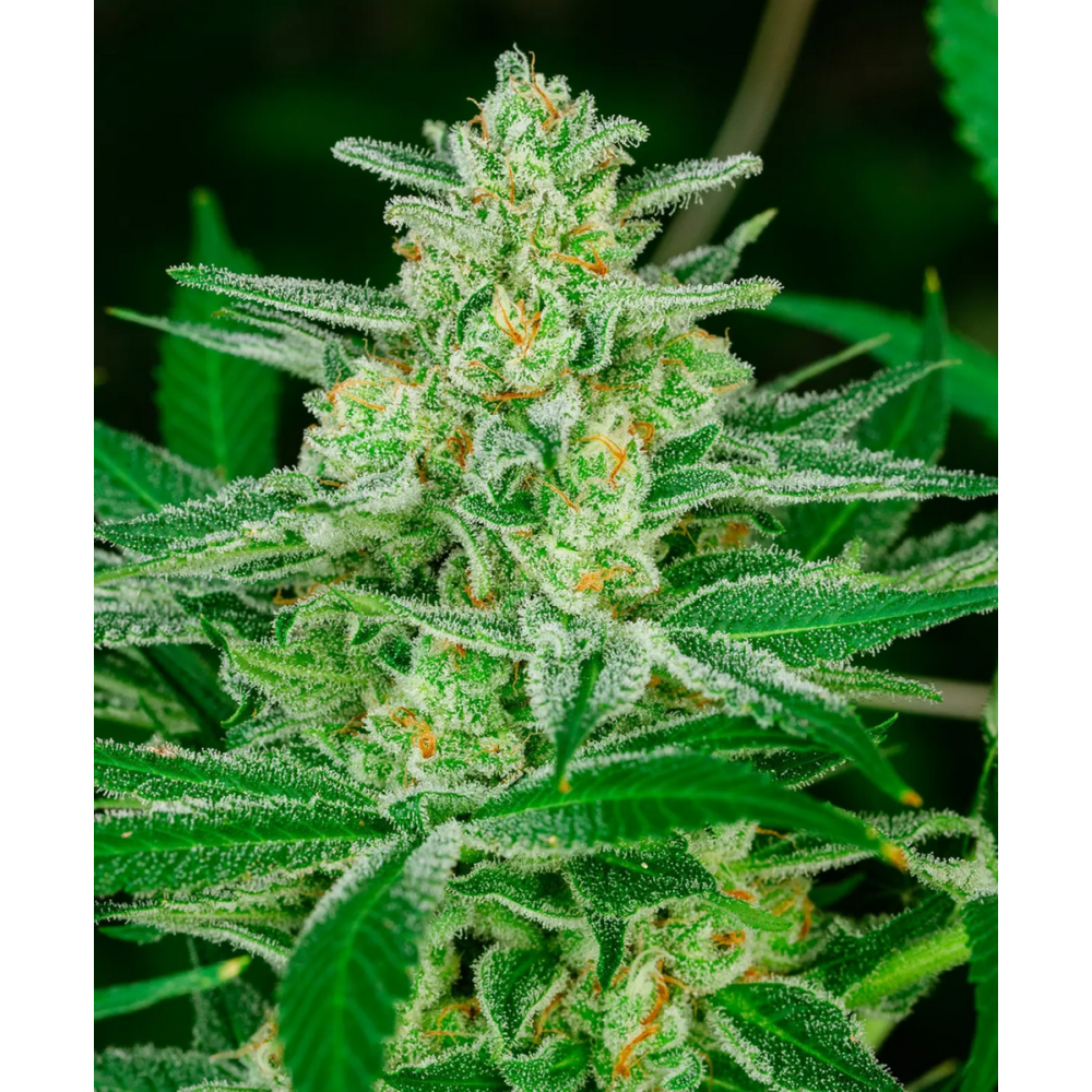 Atlas Seeds Blue Dream Feminisierte Hanfsamen