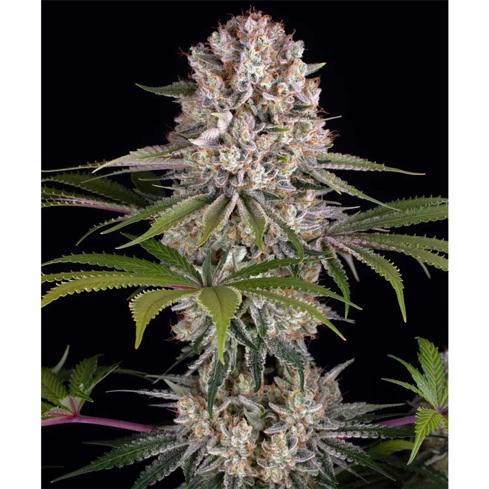 Barneys Farm Amnesia Haze Feminisierte Hanfsamen