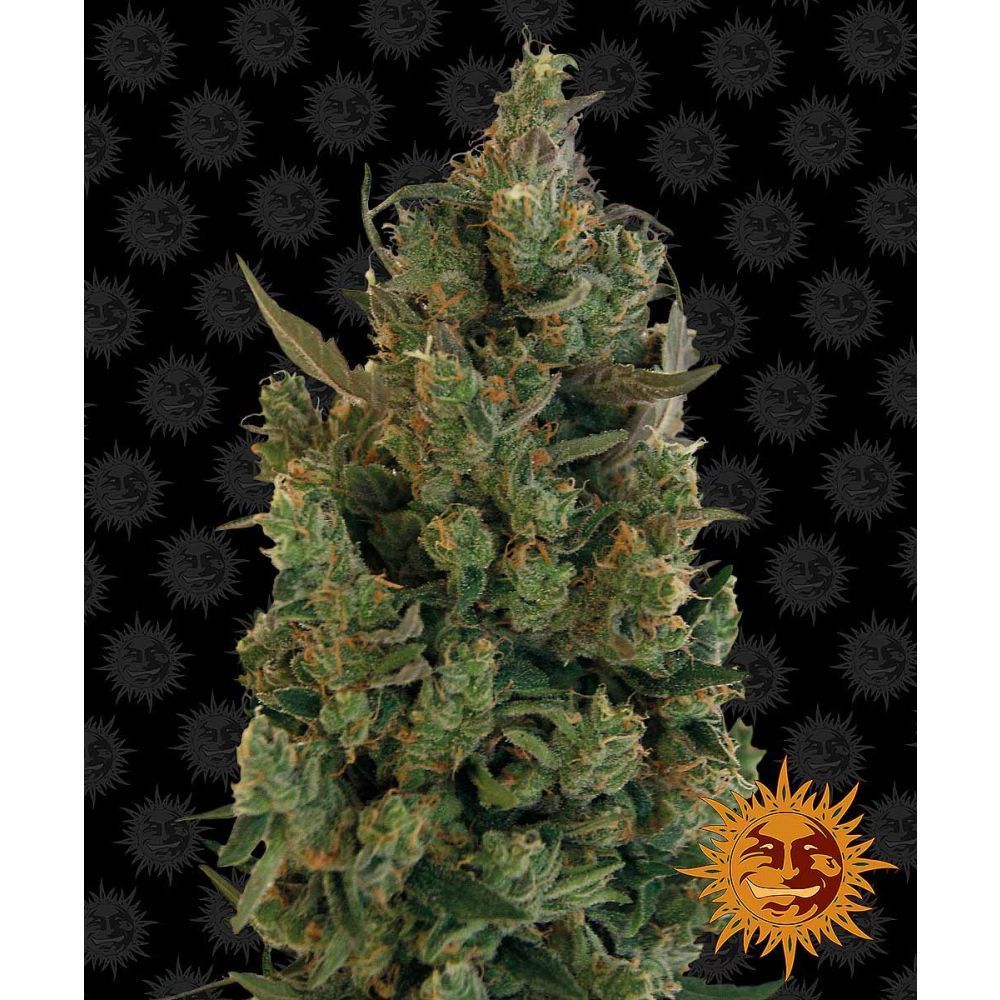 Barneys Farm Blue Blueberry Cheese Hanfsamen Blüte