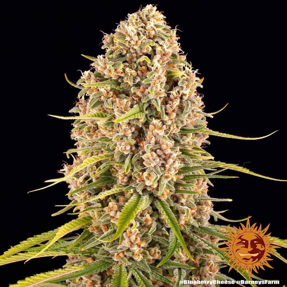 Barneys Farm Blue Blueberry Cheese Hanfsamen Blüte