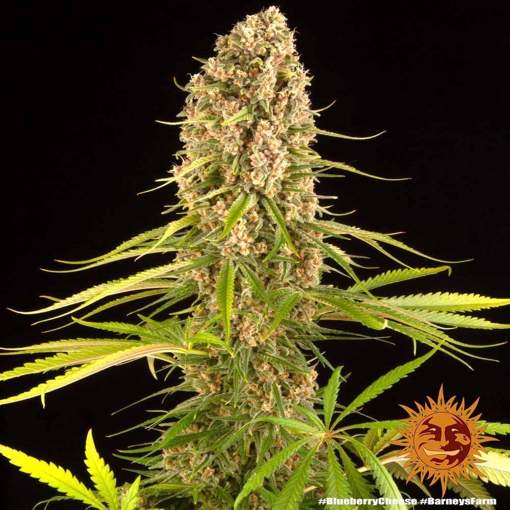 Barneys Farm Blue Blueberry Cheese Hanfsamen Blüte
