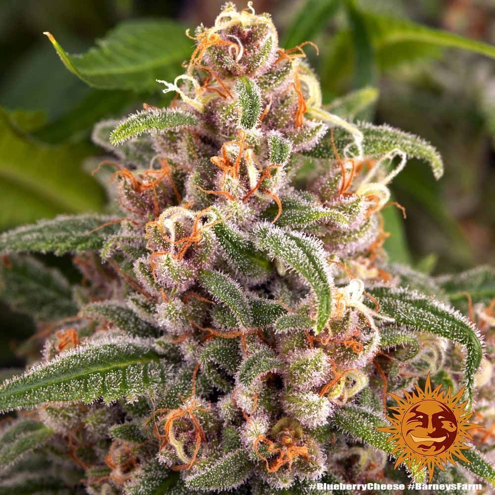 Barneys Farm Blue Blueberry Cheese Hanfsamen Blüte