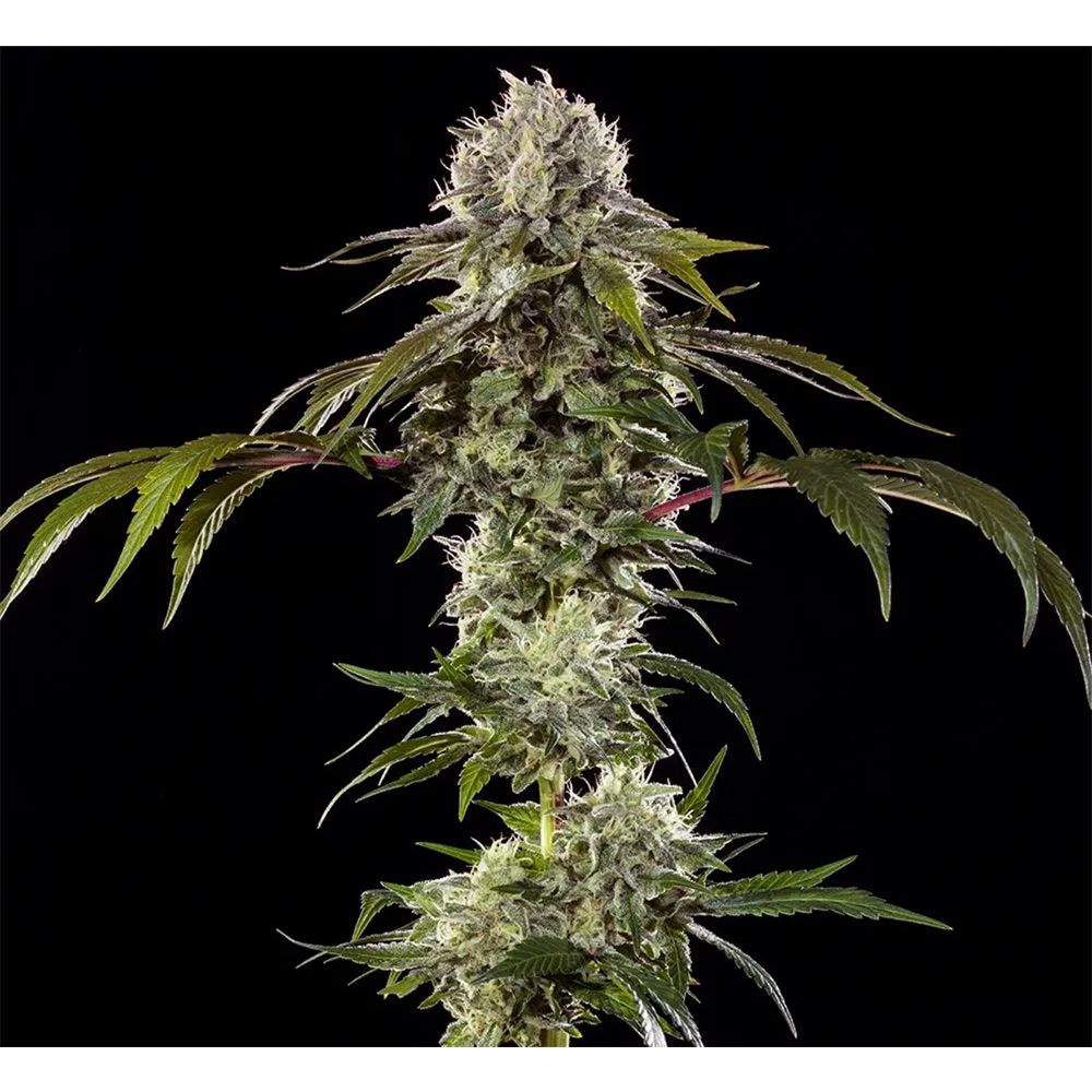 Barneys Farm Durban Poison F1 Hanfsamen Blüte