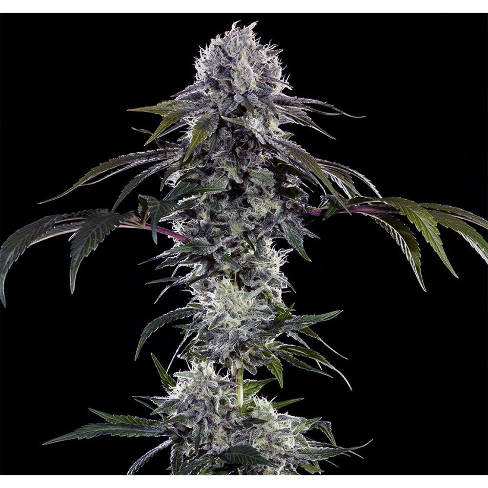 Barneys Farm Durban Z Hanfsamen Blüte