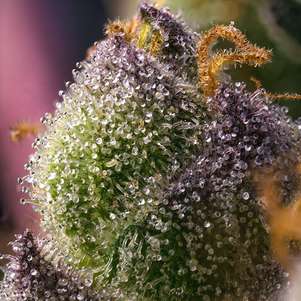 Barneys Farm Hindu Kush Feminisierte Hanfsamen