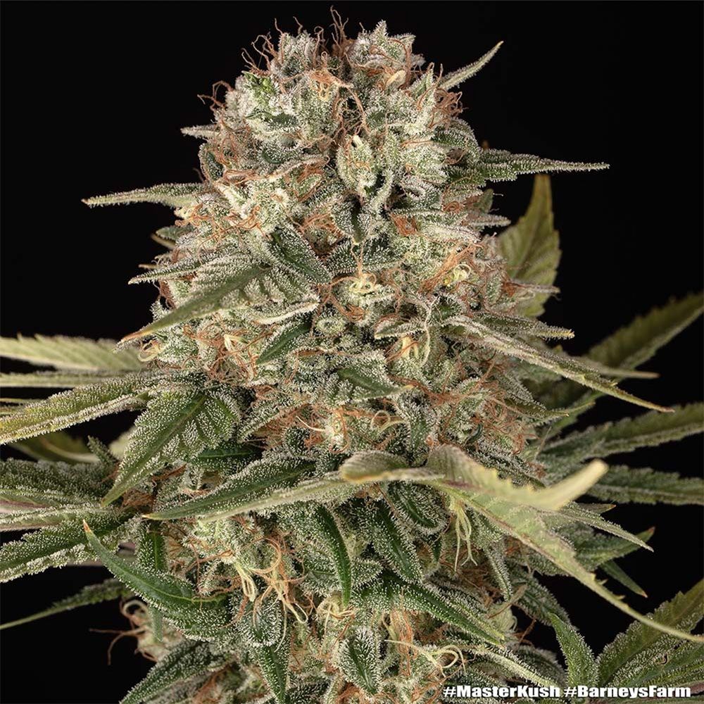 Barneys Farm Master Kush Hanfsamen Blüte